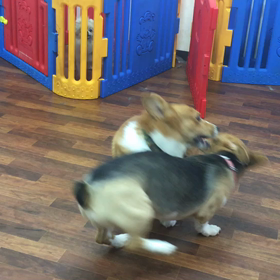 さつま君ご来店  お遊びの画像