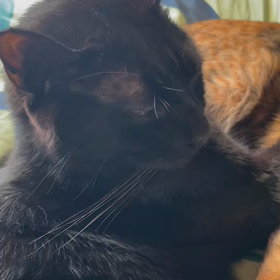 我が家のネコは、バイリンガルの画像