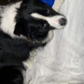 2021/10/19毎日面白い親子犬の画像