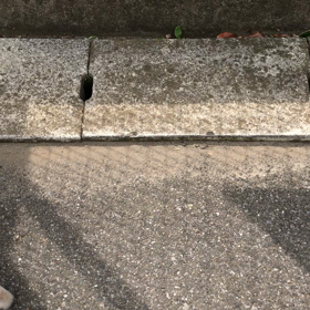 ポップくん朝のお散歩の画像