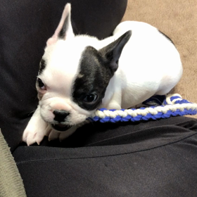 カミカミ、カミカミの画像