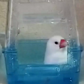 ┃水浴び┃ｮ･ω･`*)<ﾊｲﾘﾏｰｽ♪の画像