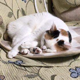 ハナちゃんの夢の画像