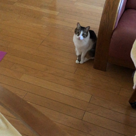 保護猫デールと鬼ごっこ！の画像