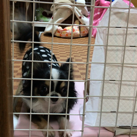 キャンディ三連発ヽ(｡>▽<｡)ﾉの画像