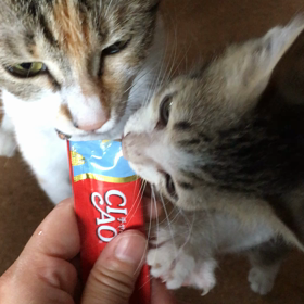 チュールチュールの画像