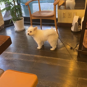 ラスクの遠吠えの画像