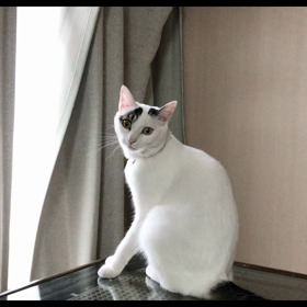 今日のテンの画像