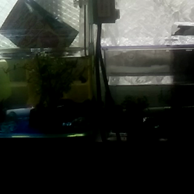 今日はバイキングの日　今日のあれこれの画像