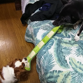 仲良しやん(*ﾟ∀ﾟ)の画像