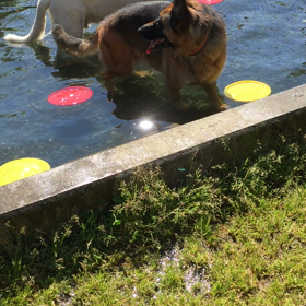 ドックランの画像