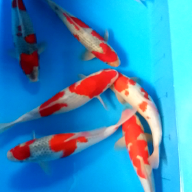 五色移動大作戦の画像