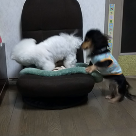 今日のはなちゃん1592、モモちゃん1544の画像