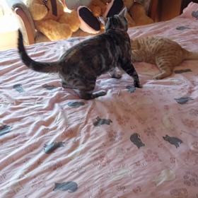 花と竜　６７の画像