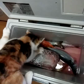 泥棒猫発見！の画像