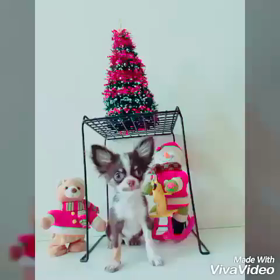 チワワvsうさぎの画像