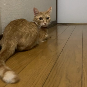 (´・ω・`)の画像