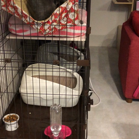 眺めるニャンコ達の画像