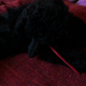 イブ 3日目の画像