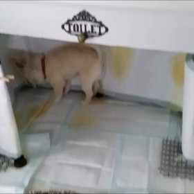 脳腫瘍グリオーマといわれて　【　始まり　～　現在まで　㉙　】の画像