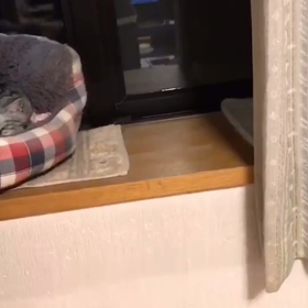 寝てますけどの画像