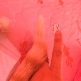 ラム雄の尻尾の画像