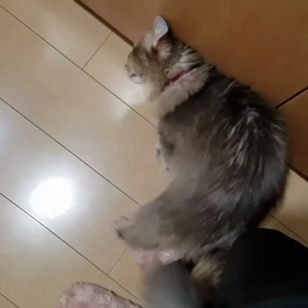 スリスリの画像