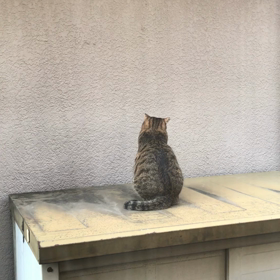 たびたん登場の画像