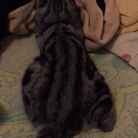 (˶‾᷄ ⁻̫ ‾᷅˵)の画像