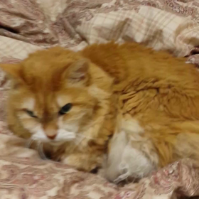 ワールドプロレスリングの画像