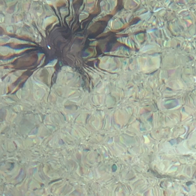 奄美の海～海水を汲みに～の画像