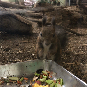 円山動物園 ⑦の画像