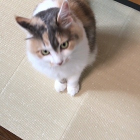 久々にゃんこの画像