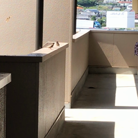 スズメってこんな鳴き声だったっけ？の画像