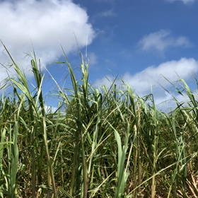 ざわわ、ざわわの画像