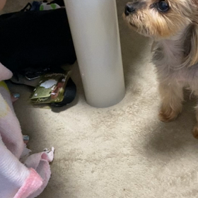 困った事になりました（ ｉ _ ｉ ）の画像