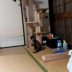猫の動画ですの画像