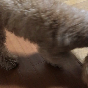 くぅちゃん大人げなく真剣の画像