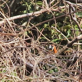 ヤマガラのキツツキ修行中の画  像