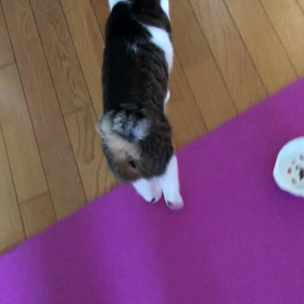 梅雨だけどカラッと良い天気！デールちゃんの単語はどういう意味？の画像