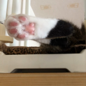 ふらつきで起きれない…病院探し！　足ピン可愛いマリーにゃん。の画像