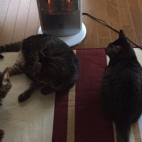  たいむらぷすの画像