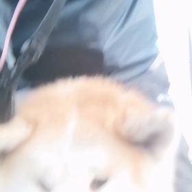 飼い主の股下で休憩しては散歩した秋田犬未来丸でした‼️の画像