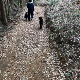 茨城県 犬の森の画像