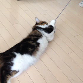 ナッツんのオレ流散歩！パート３の画像