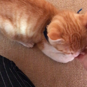 猛烈な甘えにの画像