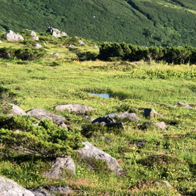 池塘と木道の画像