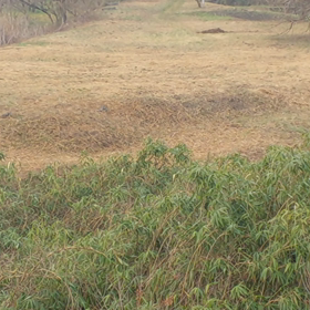 春の訪れの画像