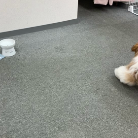 初めて動くのをみたテテとグク！の画像