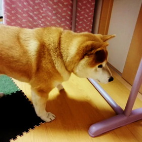 あさんぽ、要求中。の画像